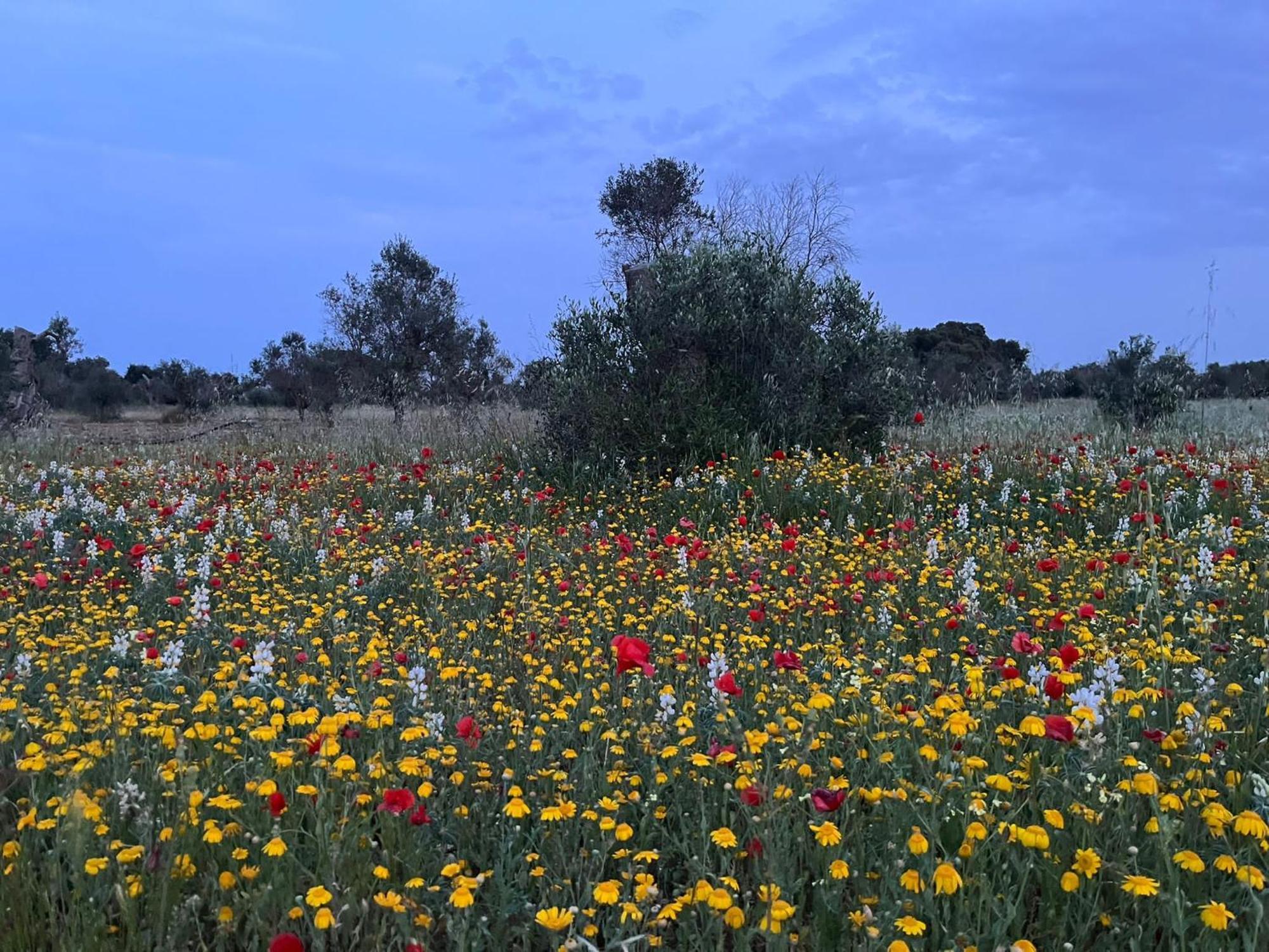 Agriturismo Villa Coluccia Martano Exteriér fotografie